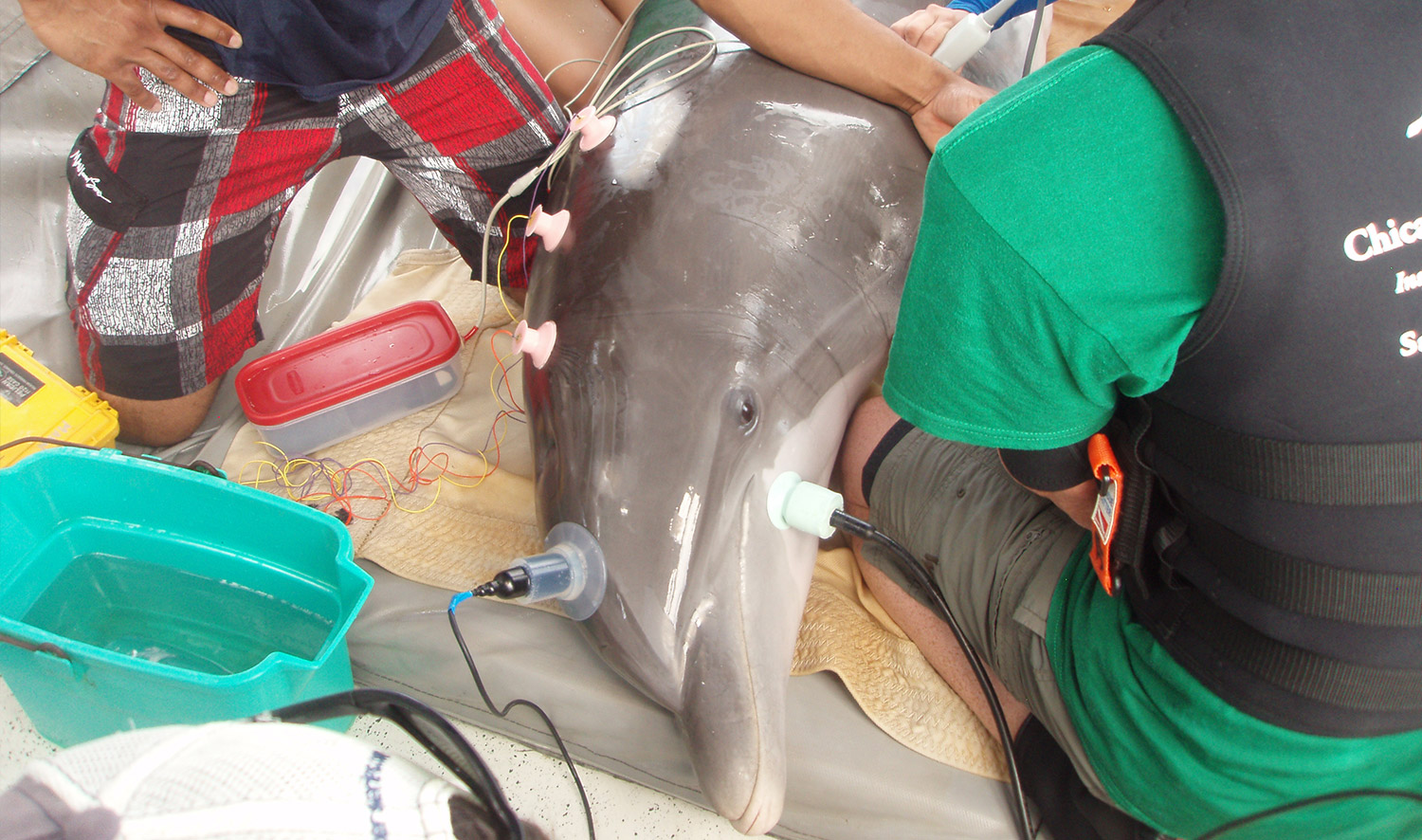 Local Dolphins Hold Key to Global Research