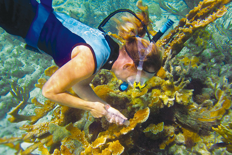 Coral Reef Research and Restoration in the Florida Keys